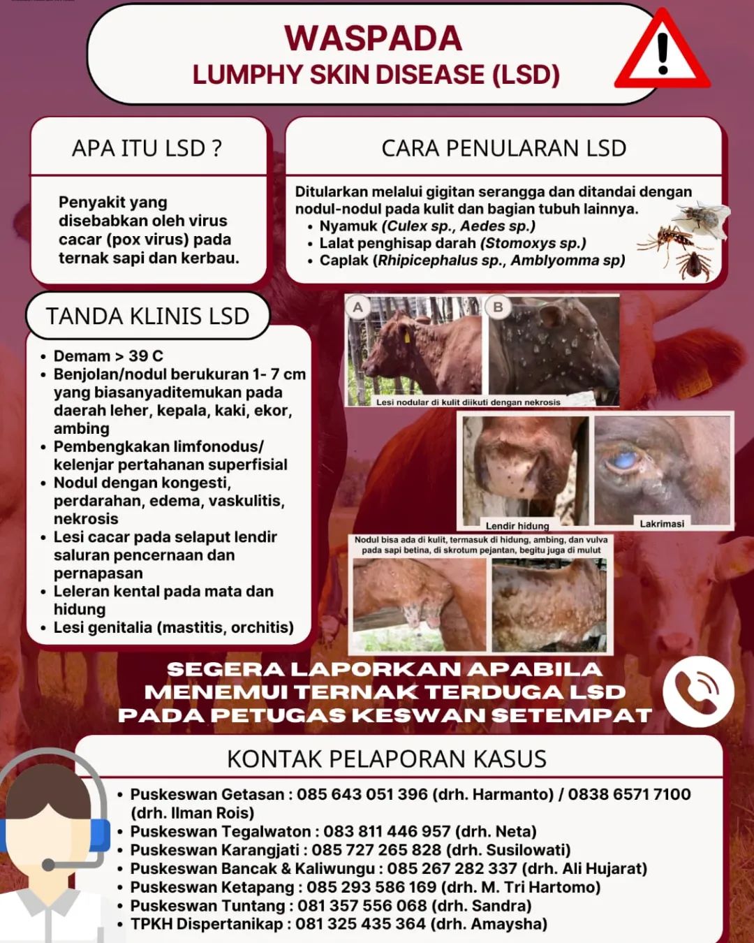 WASPADA PENYAKIT LSD PADA TERNAK